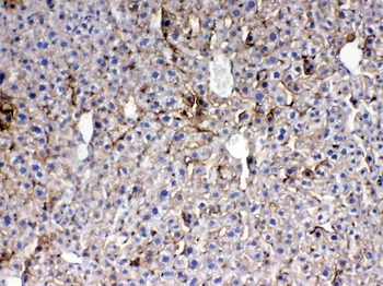 Thrombopoietin/Thpo Rabbit Polyclonal Antibody