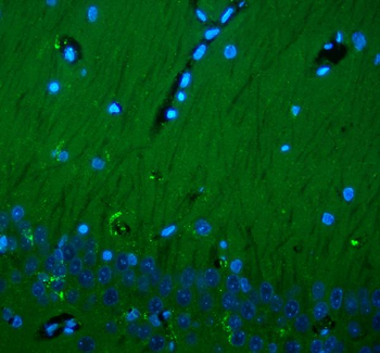 CD90/Thy1 Rabbit Polyclonal Antibody