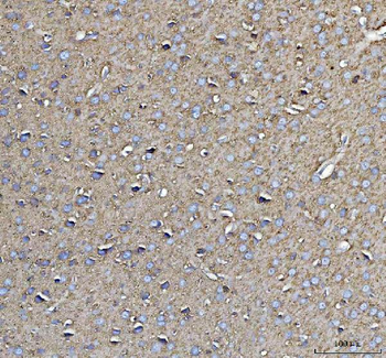 CD90/Thy1 Rabbit Polyclonal Antibody