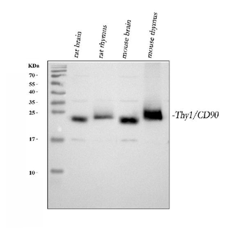 CD90/Thy1 Rabbit Polyclonal Antibody