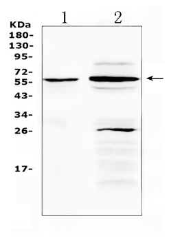TNFRSF1A Rabbit Polyclonal Antibody