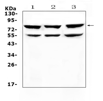 RANK/TNFRSF11A Antibody