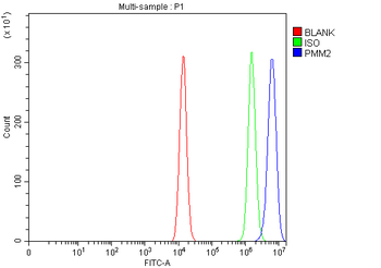 PMM2 Rabbit Polyclonal Antibody