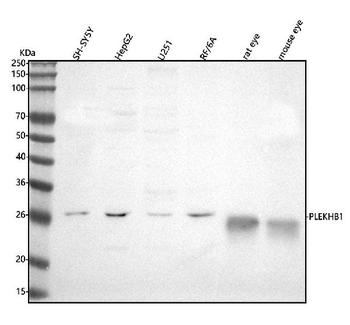 PLEKHB1 Rabbit Polyclonal Antibody