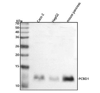PCBD1 Rabbit Polyclonal Antibody