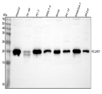 RSL24D1 Rabbit Polyclonal Antibody