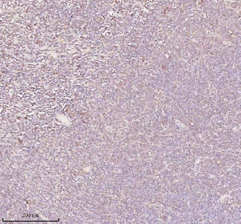 ORC2 Rabbit Polyclonal Antibody