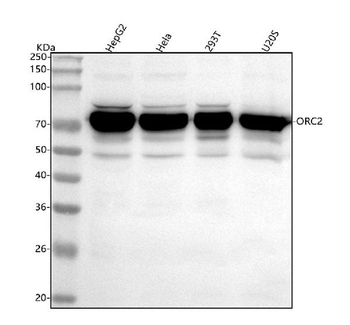 ORC2 Rabbit Polyclonal Antibody