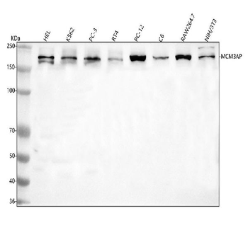 GANP/MCM3AP Rabbit Polyclonal Antibody