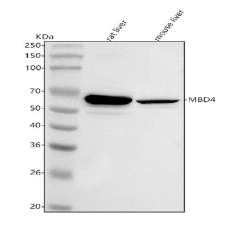 Mbd4 Antibody