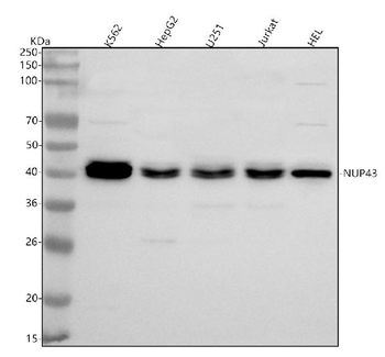 NUP43 Antibody