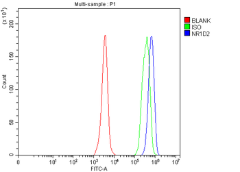 NR1D2 Rabbit Polyclonal Antibody