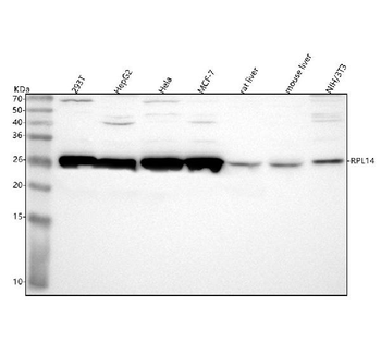 RPL14 Rabbit Polyclonal Antibody