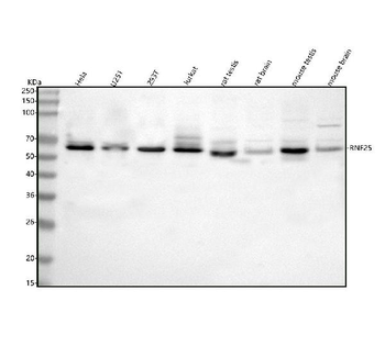 RNF25 Antibody