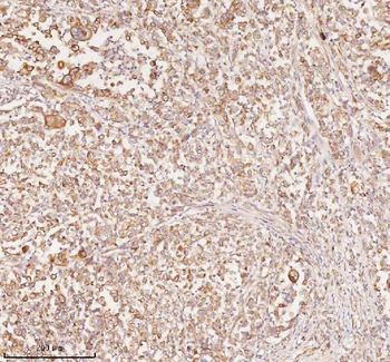 RNF25 Antibody