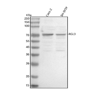 RGL3 Rabbit Polyclonal Antibody