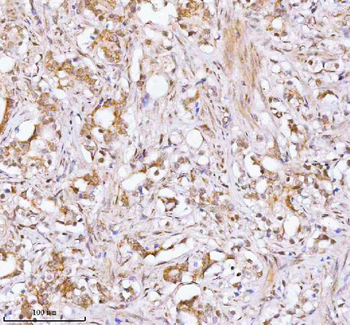 RBM42 Rabbit Polyclonal Antibody