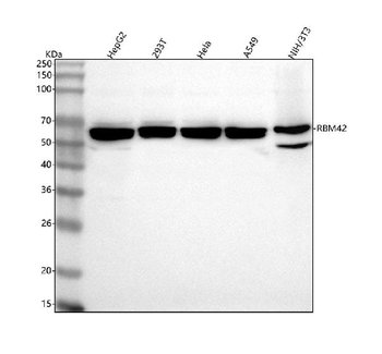 RBM42 Rabbit Polyclonal Antibody