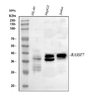 RASSF7 Rabbit Polyclonal Antibody