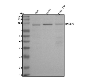 RANBP9 Rabbit Polyclonal Antibody