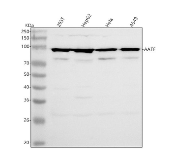 AATF Antibody