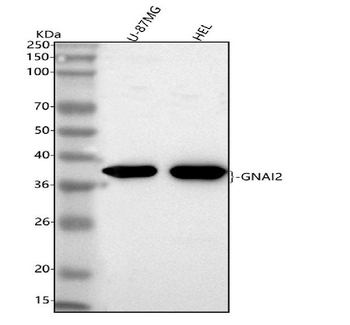 GNAI2 Rabbit Polyclonal Antibody