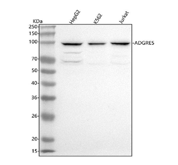 ADGRE5 Rabbit Polyclonal Antibody