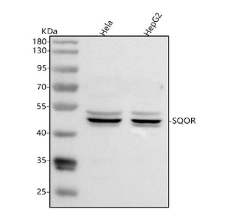 SQRDL/SQOR Rabbit Polyclonal Antibody