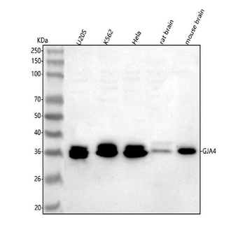 GJA4 Rabbit Polyclonal Antibody