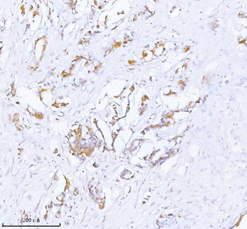 PCYOX1 Rabbit Polyclonal Antibody