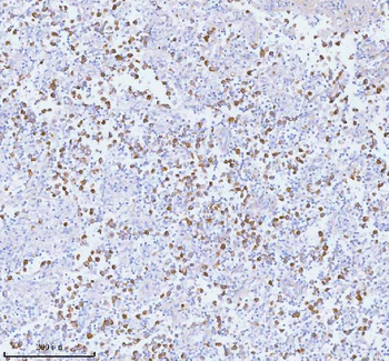 PCYOX1 Rabbit Polyclonal Antibody