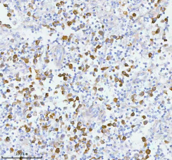 PCYOX1 Rabbit Polyclonal Antibody