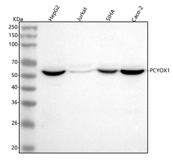 PCYOX1 Rabbit Polyclonal Antibody