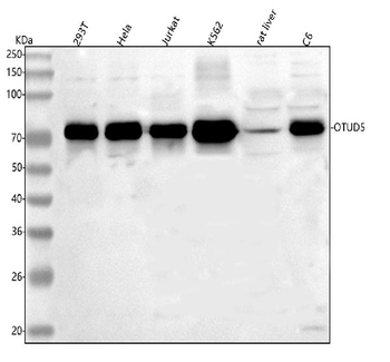 OTUD5 Antibody