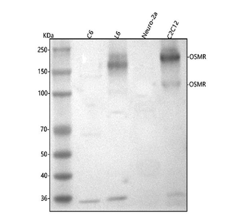 Osmr Rabbit Polyclonal Antibody