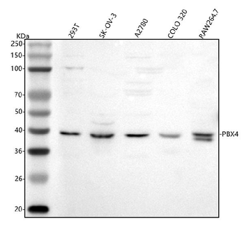 PBX4 Antibody