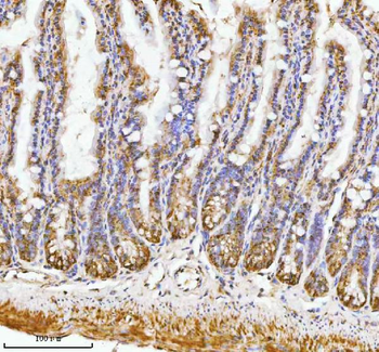 PAFAH1B2 Rabbit Polyclonal Antibody