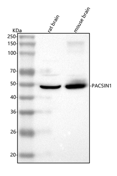 PACSIN1 Rabbit Polyclonal Antibody