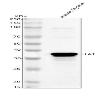 Lat Rabbit Polyclonal Antibody