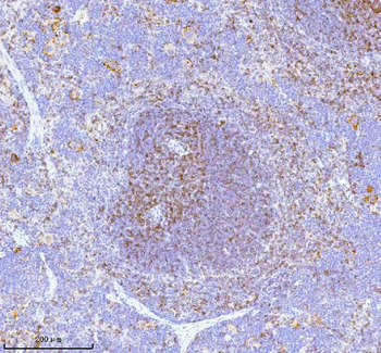 Lat Rabbit Polyclonal Antibody