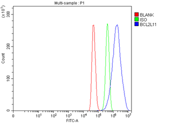 Bim/Bcl2l11 Antibody