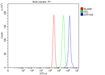 ATP1A4 Rabbit Polyclonal Antibody