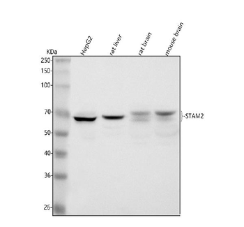 STAM2 Rabbit Polyclonal Antibody