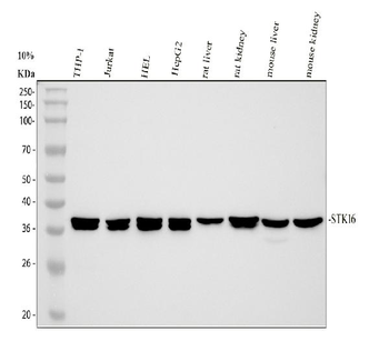 STK16 Antibody