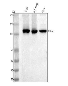 STAT2 Rabbit Polyclonal Antibody