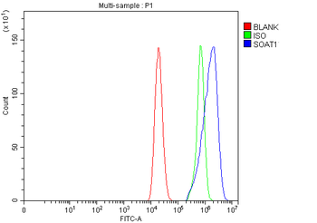 SOAT1 Antibody