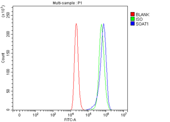 SOAT1 Antibody