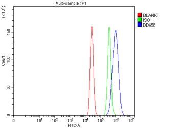 DDX58/RIG-1 Antibody