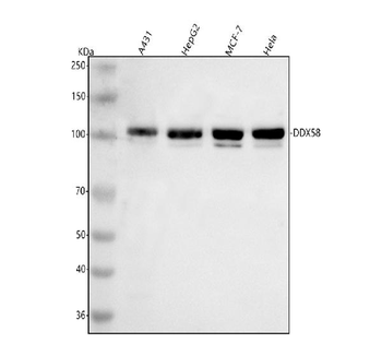 DDX58/RIG-1 Antibody
