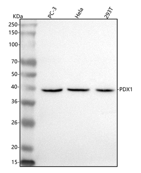 PDX1 Rabbit Polyclonal Antibody